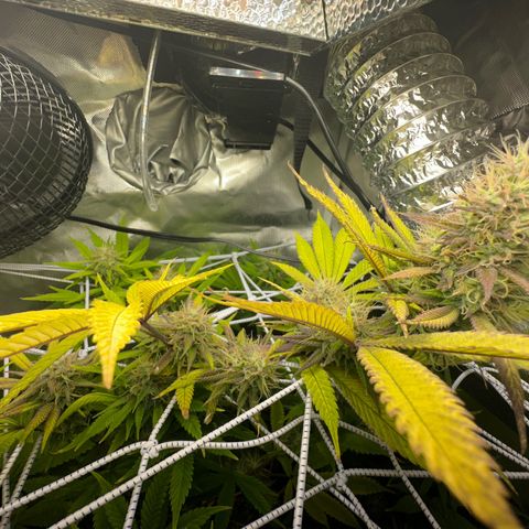 Blue Dream growlog timeline photo