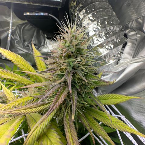 Blue Dream growlog timeline photo
