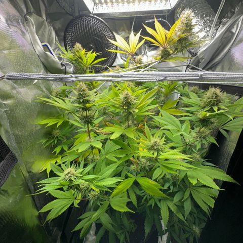 Blue Dream growlog timeline photo