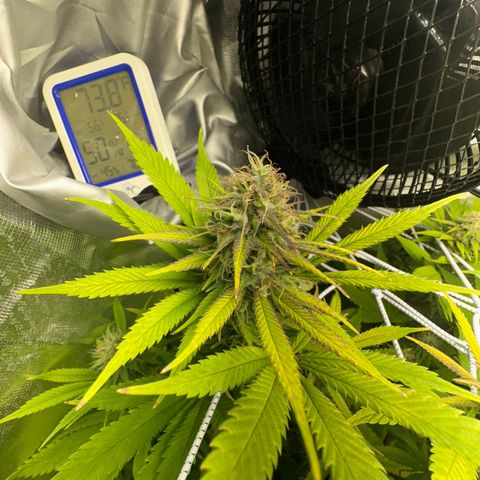 Blue Dream growlog timeline photo