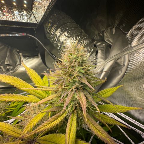 Blue Dream growlog timeline photo