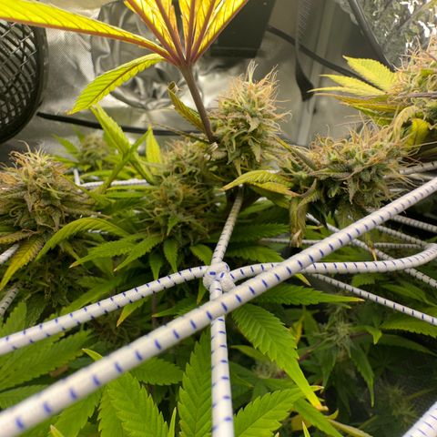 Blue Dream growlog timeline photo