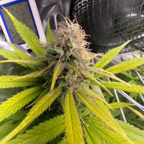 Blue Dream growlog timeline photo
