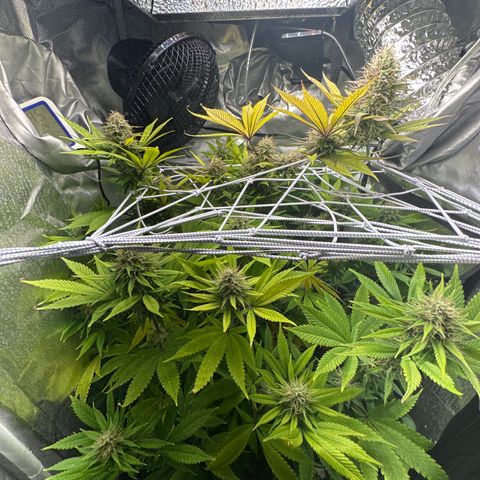 Blue Dream growlog timeline photo