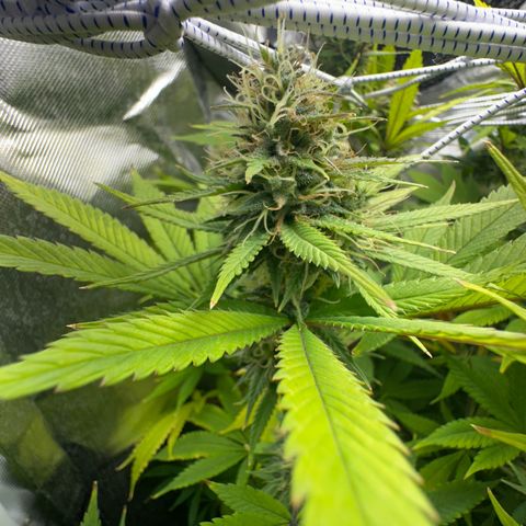 Blue Dream growlog timeline photo