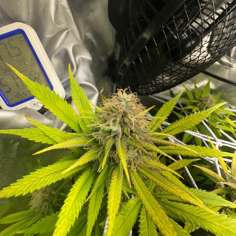 Blue Dream growlog timeline photo