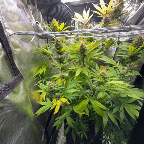 Blue Dream growlog timeline photo