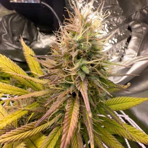 Blue Dream growlog timeline photo