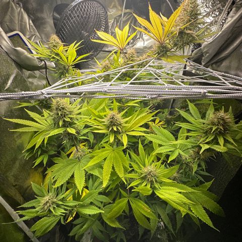 Blue Dream growlog timeline photo