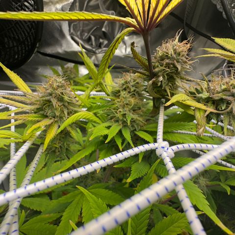 Blue Dream growlog timeline photo