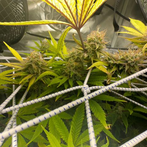 Blue Dream growlog timeline photo