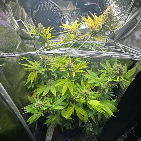 Blue Dream growlog timeline photo