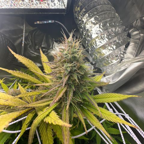 Blue Dream growlog timeline photo