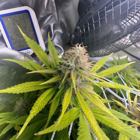 Blue Dream growlog timeline photo