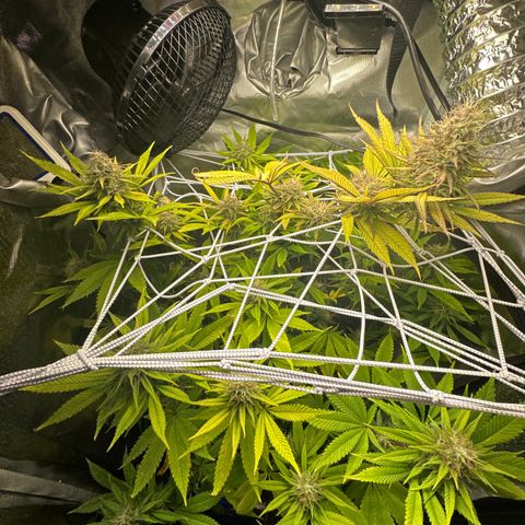 Blue Dream growlog timeline photo