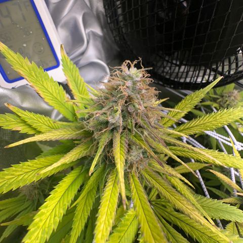 Blue Dream growlog timeline photo
