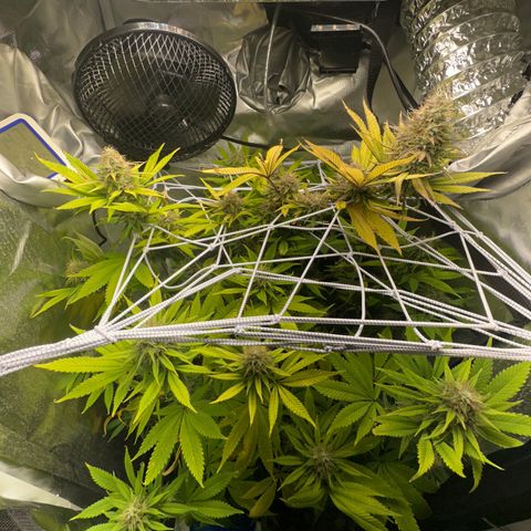 Blue Dream growlog timeline photo