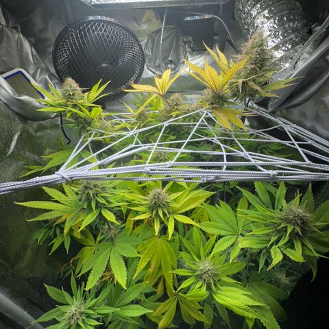 Blue Dream growlog timeline photo