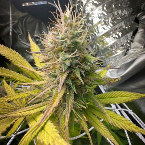 Blue Dream growlog timeline photo