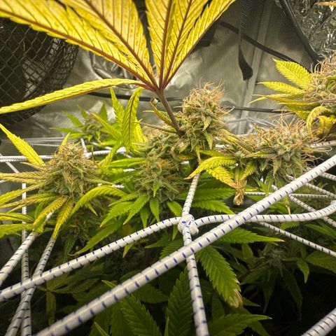 Blue Dream growlog timeline photo