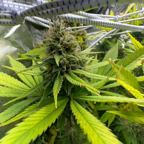 Blue Dream growlog timeline photo