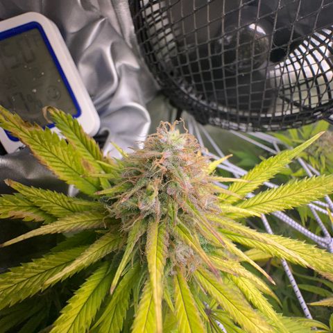 Blue Dream growlog timeline photo