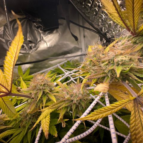 Blue Dream growlog timeline photo