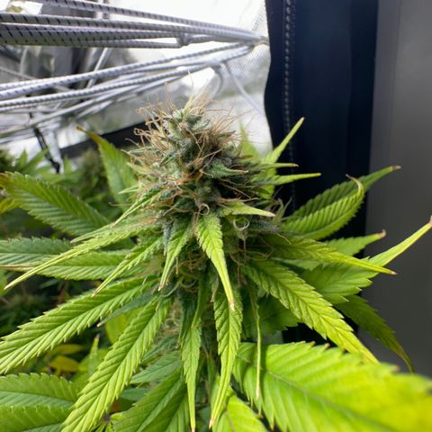 Blue Dream growlog timeline photo