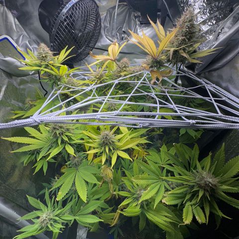 Blue Dream growlog timeline photo