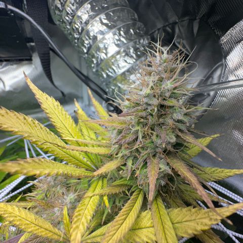 Blue Dream growlog timeline photo