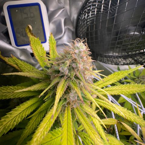 Blue Dream growlog timeline photo
