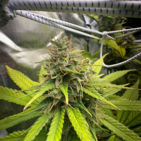 Blue Dream growlog timeline photo