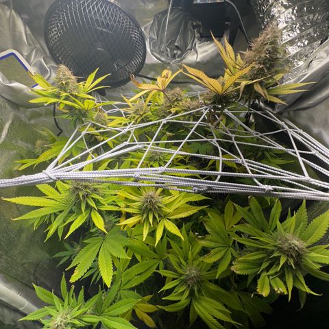 Blue Dream growlog timeline photo