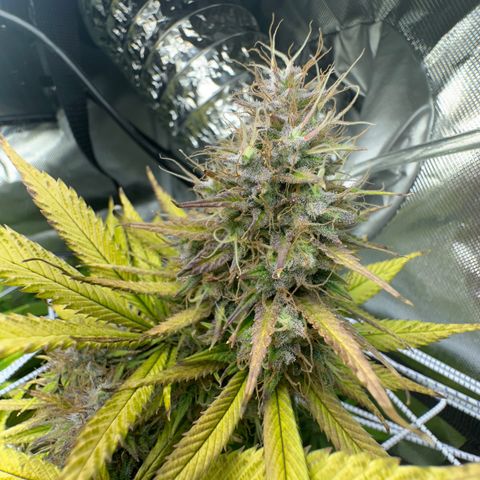 Blue Dream growlog timeline photo