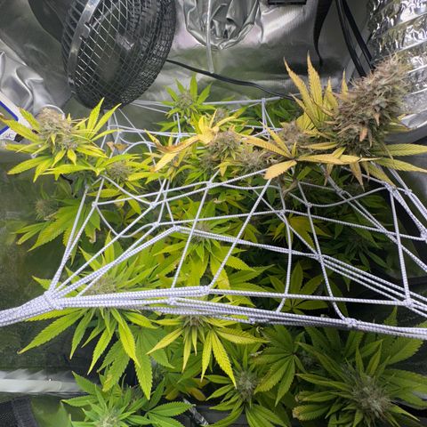 Blue Dream growlog timeline photo