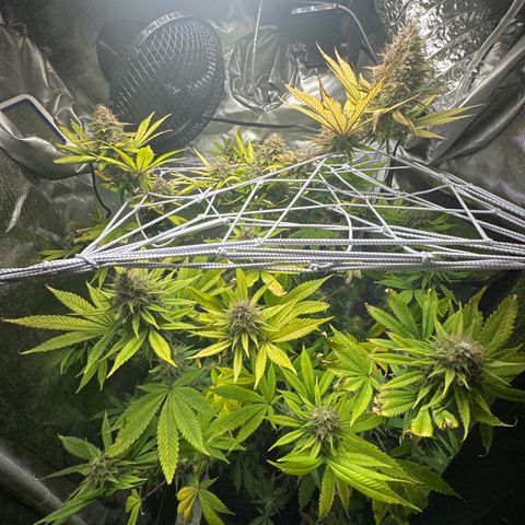 Blue Dream growlog timeline photo