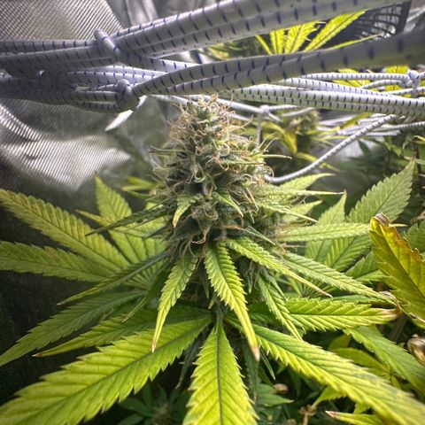 Blue Dream growlog timeline photo