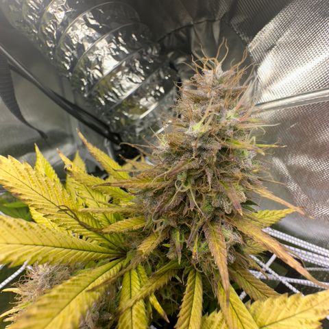 Blue Dream growlog timeline photo