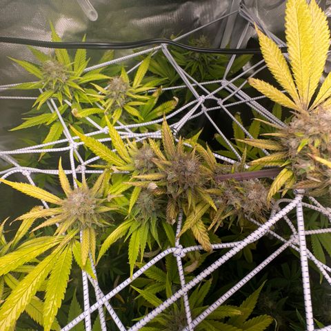 Blue Dream growlog timeline photo