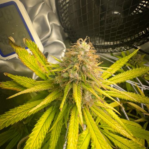 Blue Dream growlog timeline photo