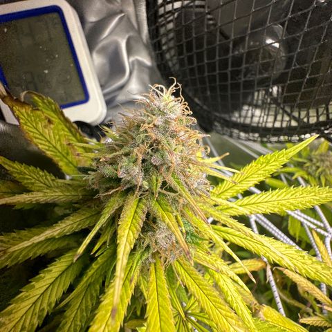 Blue Dream growlog timeline photo