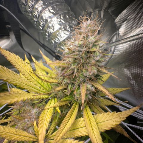 Blue Dream growlog timeline photo