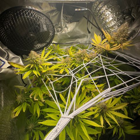 Blue Dream growlog timeline photo
