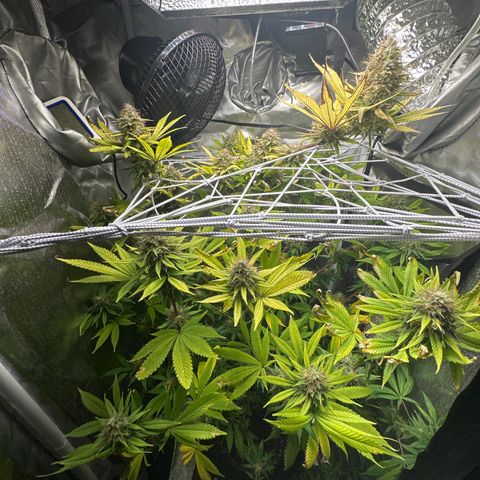 Blue Dream growlog timeline photo