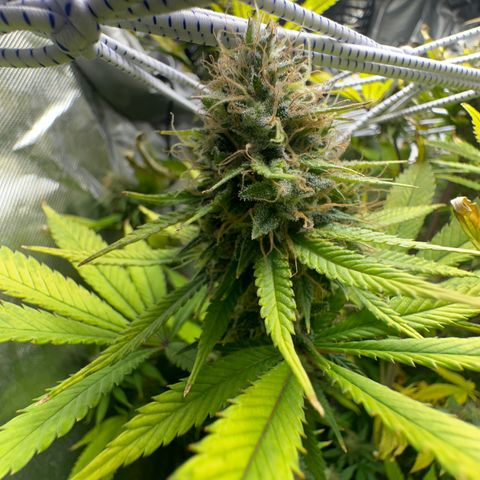Blue Dream growlog timeline photo