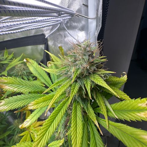 Blue Dream growlog timeline photo
