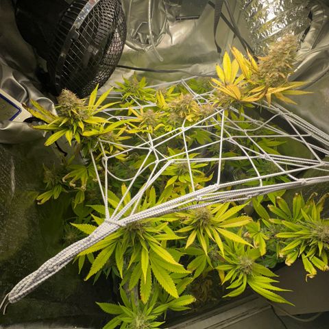 Blue Dream growlog timeline photo