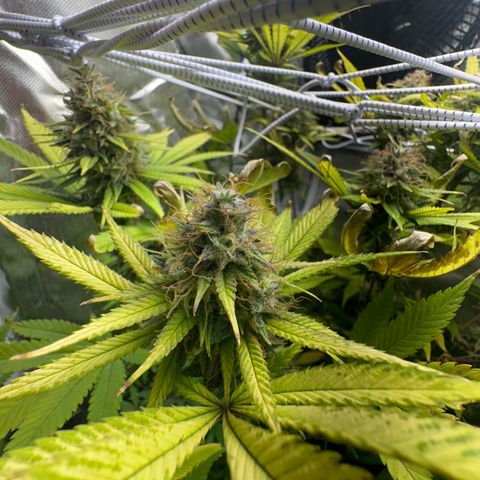 Blue Dream growlog timeline photo