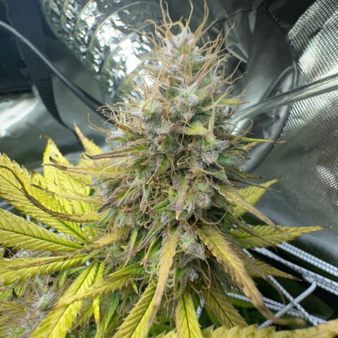 Blue Dream growlog timeline photo