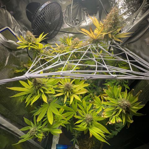 Blue Dream growlog timeline photo